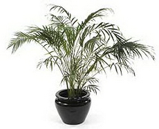 شامادورا - نخل گربه